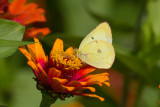Clouded Sulphur _MG_1123.jpg