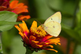 Clouded Sulphur _MG_1124.jpg