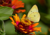 Clouded Sulphur _MG_1128.jpg