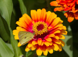 Clouded Sulphur _MG_1191.jpg
