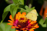 Clouded Sulphur _MG_1433.jpg