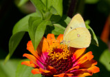 Clouded Sulphur _MG_1434.jpg