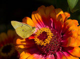 Clouded Sulphur _MG_1437.jpg