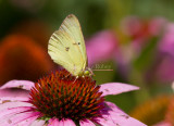 Clouded Sulphur _MG_1699.jpg