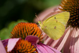 Clouded Sulphur _MG_1737.jpg