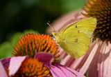 Clouded Sulphur _MG_1738.jpg