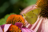 Clouded Sulphur _MG_1739.jpg