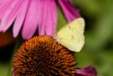 Clouded Sulphur _MG_3044.jpg