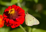 Clouded Sulphur _MG_9733.jpg