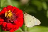 Clouded Sulphur _MG_9742.jpg