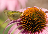 Clouded Sulphur _S9S5887.jpg