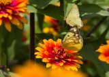 Orange and Clouded Sulphurs _MG_3874.jpg