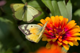 Clouded male and Orange female Sulphurs _MG_3882.jpg