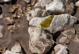 Sulphurs puddling _11R0144.jpg
