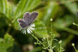Eastern-tailed Blue female _MG_6591.jpg