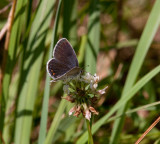 Eastern Tailed-Blue female _11R1035.jpg