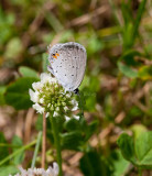 Eastern Tailed-Blue _11R1016.jpg