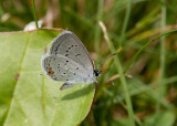 Eastern Tailed-blue _11R9615.jpg