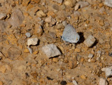 Eastern Tailed-Blue _11R0327.jpg