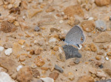 Eastern Tailed-Blue _11R0614.jpg