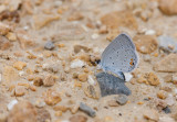 Eastern Tailed-Blue _11R0620.jpg