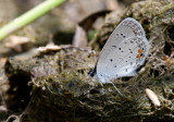 Eastern Tailed-Blue _11R1013.jpg