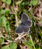 Eastern Tailed-Blue female _11R1033.jpg