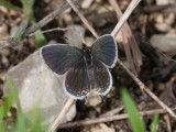 Eastern Tailed-Blue female _11R4387.jpg