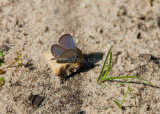 Eastern Tailed-blue _11R0265.jpg