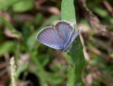 Eastern Tailed-blue _11R1852.jpg