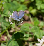Eastern Tailed-blue _11R8949.jpg