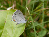 Eastern Tailed-blue _11R9617.jpg