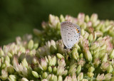 Eastern Tailed-blue _MG_5996.jpg