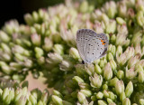 Eastern Tailed-blue _MG_6004.jpg