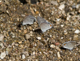 Eastern Tailed-blue and Summer Azure _MG_8465.jpg