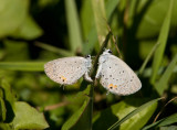 Eastern tailed-blue _I9I3523.jpg