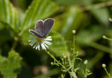 Eastern-tailed Blue female _MG_6592.jpg