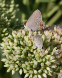 Gray Hairstreak + Eastern Tailed-blue _MG_6226.jpg