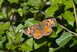 Pearl Crescent _MG_6911.jpg