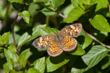 Pearl Crescent _MG_6914.jpg