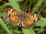 Pearl Crescent _11R6671.jpg