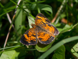 Pearl Crescent _MG_1102.jpg