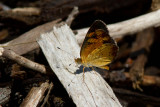Pearl Crescent _MG_1112.jpg