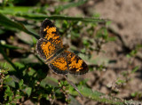 Pearl Crescent _11R0288.jpg