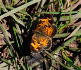 Pearl Crescent _11R0304.jpg