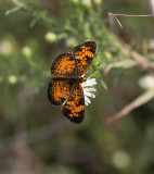 Pearl Crescent _11R1429.jpg