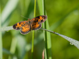 Pearl Crescent _11R8513.jpg