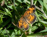 Pearl Crescent _11R9078.jpg