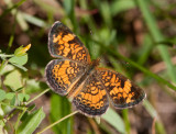 Pearl Crescent _11R9094.jpg