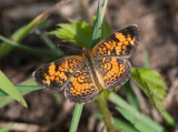 Pearl Crescent _11R9112.jpg